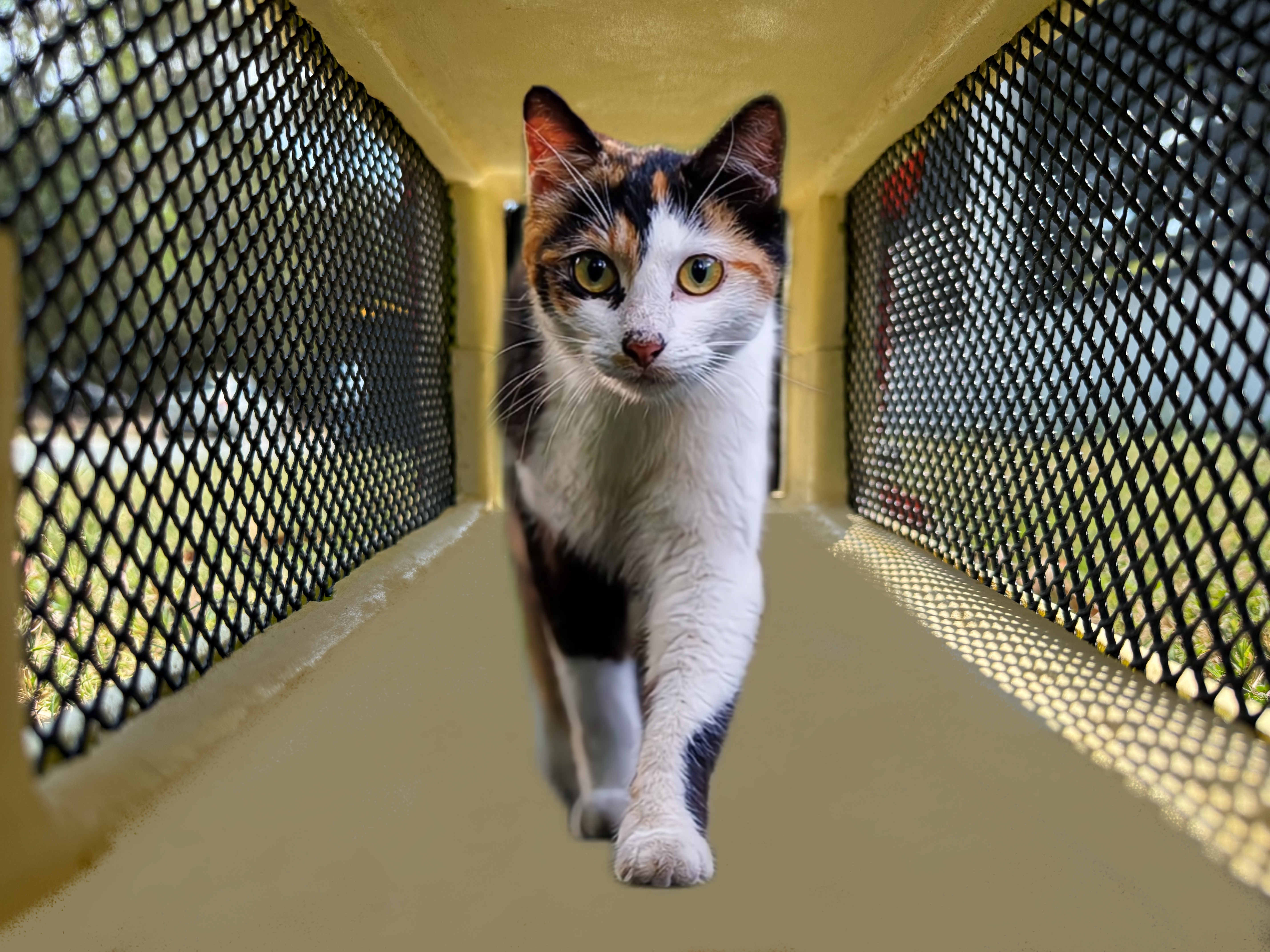 Trap captured – door closed