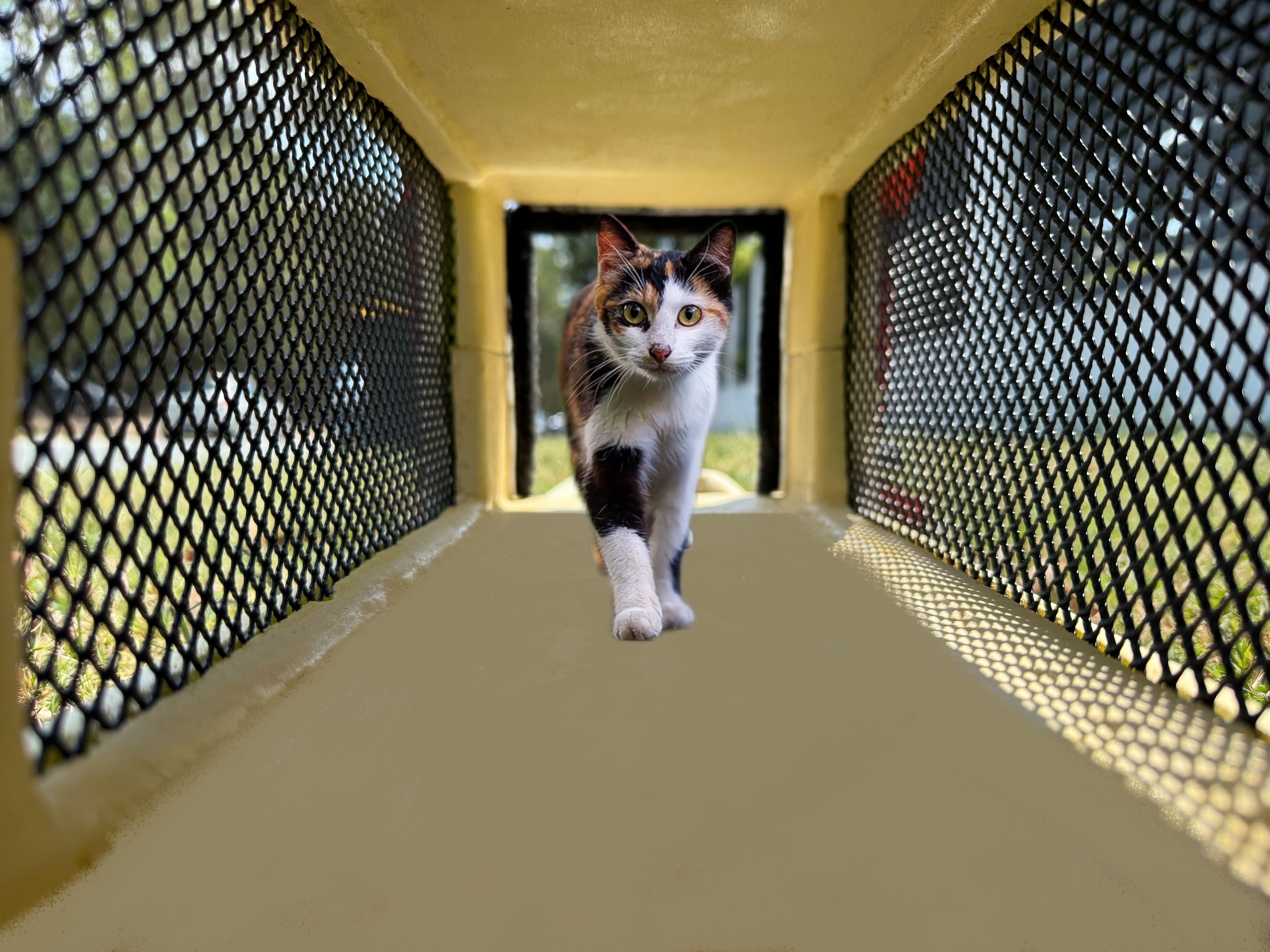 Motion detected – animal entering trap